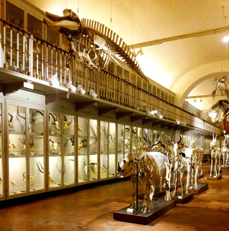 la-specola-salone-degli-scheletri