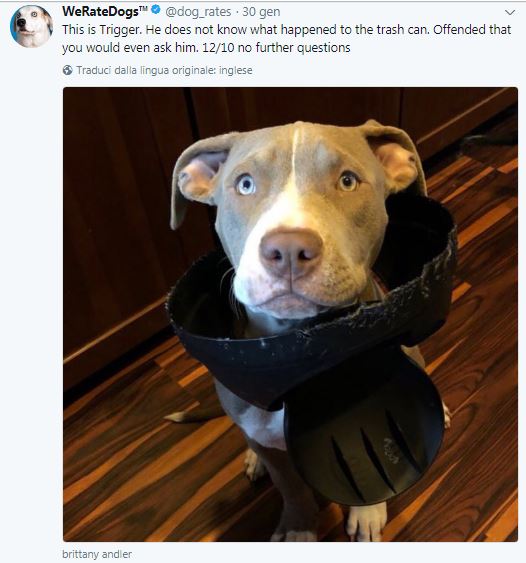 weratedogs